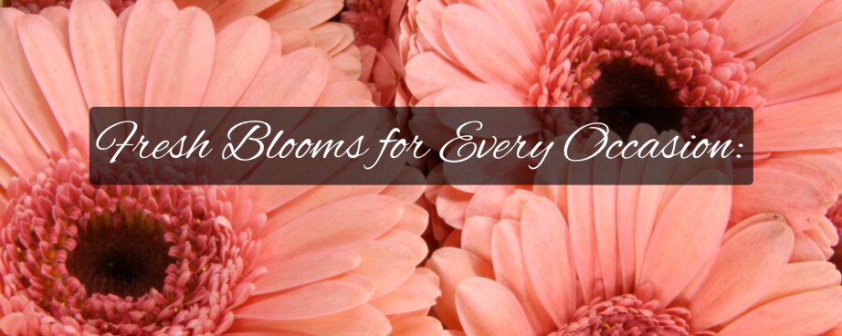 Discover Nature's Beauty, Shop Now